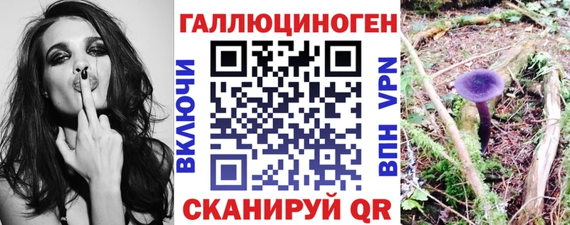 площадка клад  Петровск  Псилоцибиновые грибы Psilocybe 